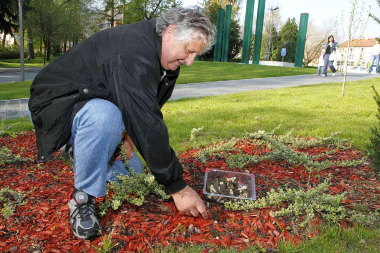 \'Varazdin u0096 21. 04. 2010., Ivanec u0096 Berba smrcaka pokraj spomenika braniteljima na ivaneckoj gradskoj spici.  PHOTO:  Ljiljana Risek\'