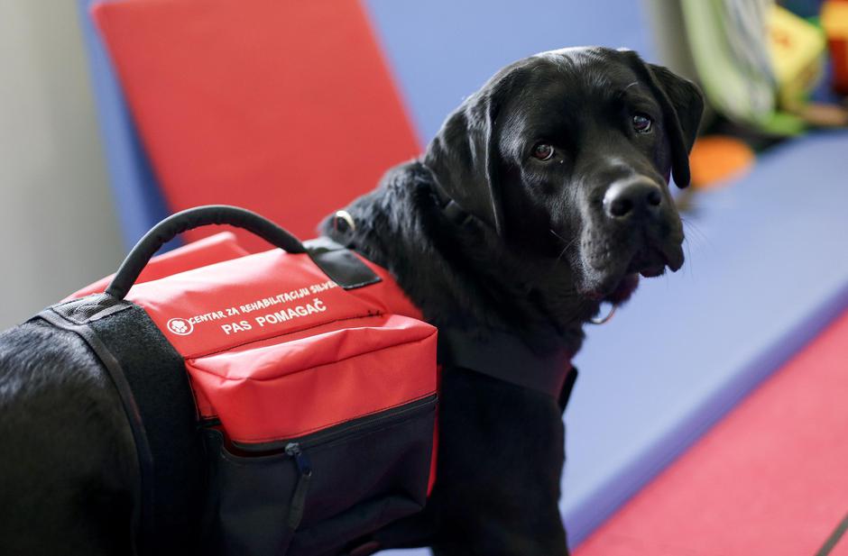 Labrador Errol 