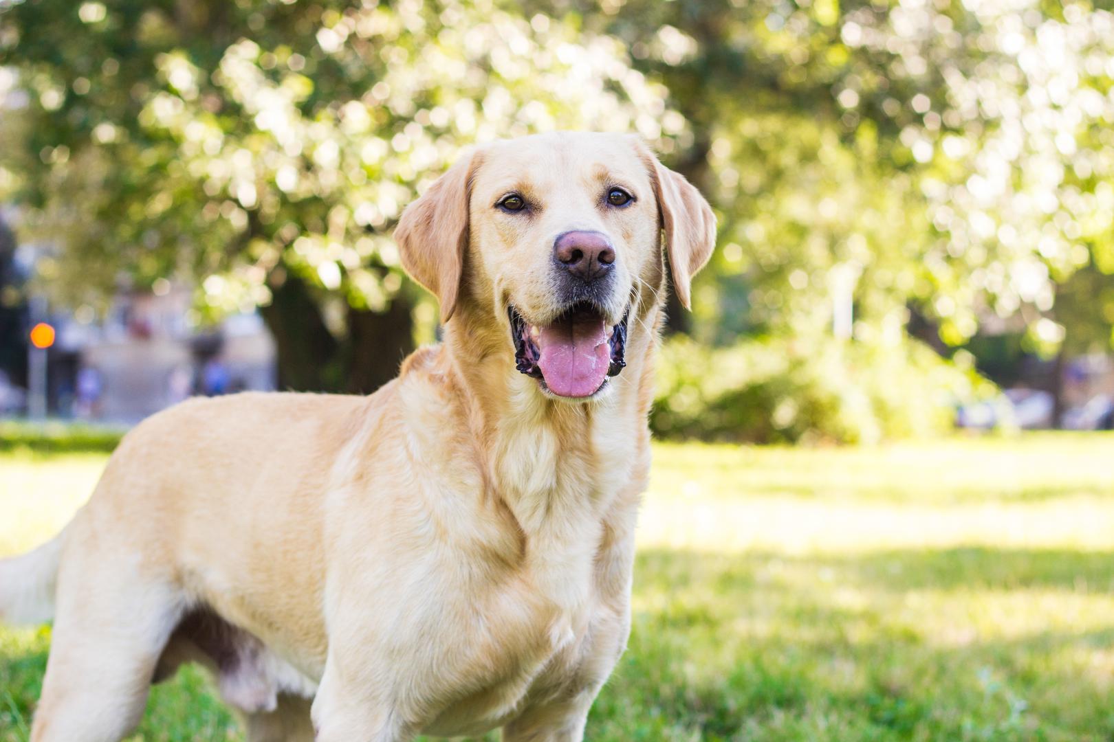7. Labrador retriver: Labrador retriver, ili skraćeno lab, najpopularnija je pasmina pasa u Americi. Zajednička osobina ovog aktivnog psa slatkog lica je druželjubivost, vaš uobičajen labrador retriver nikada nije sreo stranca. Uzgojeni u Engleskoj kao psi za lov, odnosno psi za donošenje plijena, labovi nisu samo lako školovani, već su i sposobni primijetiti ljudsko ponašanje i kopirati ga. Ovi razigrani psići koji vole djecu i lako se mogu trenirati popularni su s razlogom. Mogu biti opušteni, ali obožavaju šetnje ili igru s bacanjem lopte, stoga nemojte zaboraviti svaki dan odvojiti vrijeme za fizičku aktivnost i ispuhivanje njihove energije.