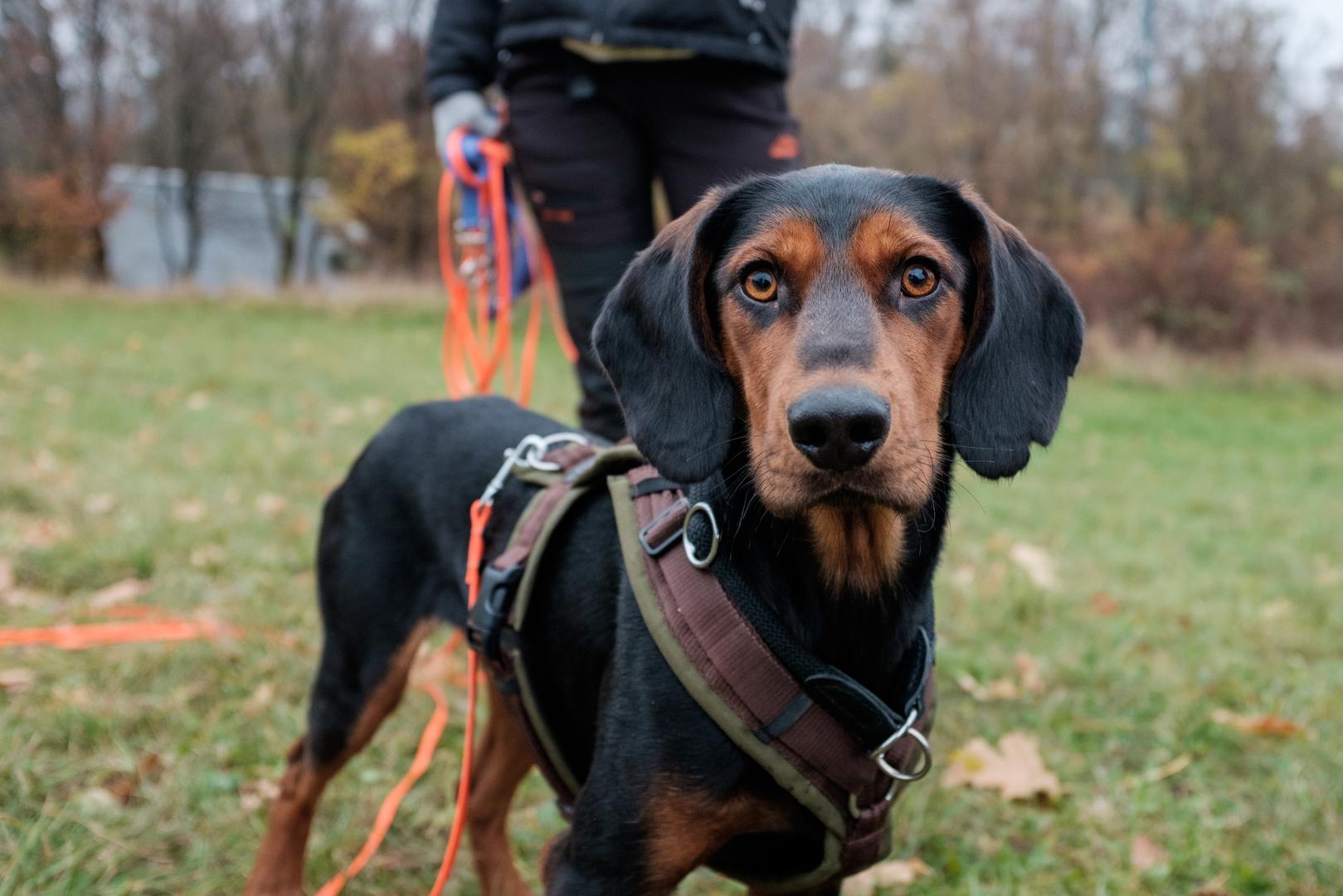 2. Vježbajte trzanje uzice: Umjesto da ga olabavite svaki put kad ga primite, Jenna predlaže da trznete povodac kako biste ga pomaknuli - još jedan pokret koji možete uvježbati unaprijed. Ona kaže: ‘Ovo može biti zgodno ako se zapetljate u nešto pa vam je dovoljan samo trzaj da se otpetljate’. 