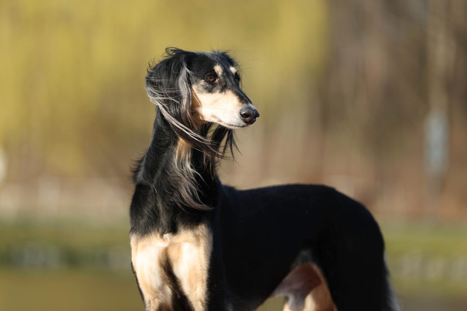Saluki: Saluki je elegantni hrt koji se često opisuje kao dostojanstven i profinjen, a upravo rijetkost podiže cijenu. Posebno su cijenjene pojedine arapske linije pa tada kupci moraju posegnuti dublje u džep. Slična pravila vrijede i za pasminu azawakh, koja je osobito popularna u Francuskoj.
