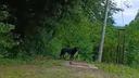 Dog Abandoned in Selsko Brdo Still Not Sheltered After Two Months