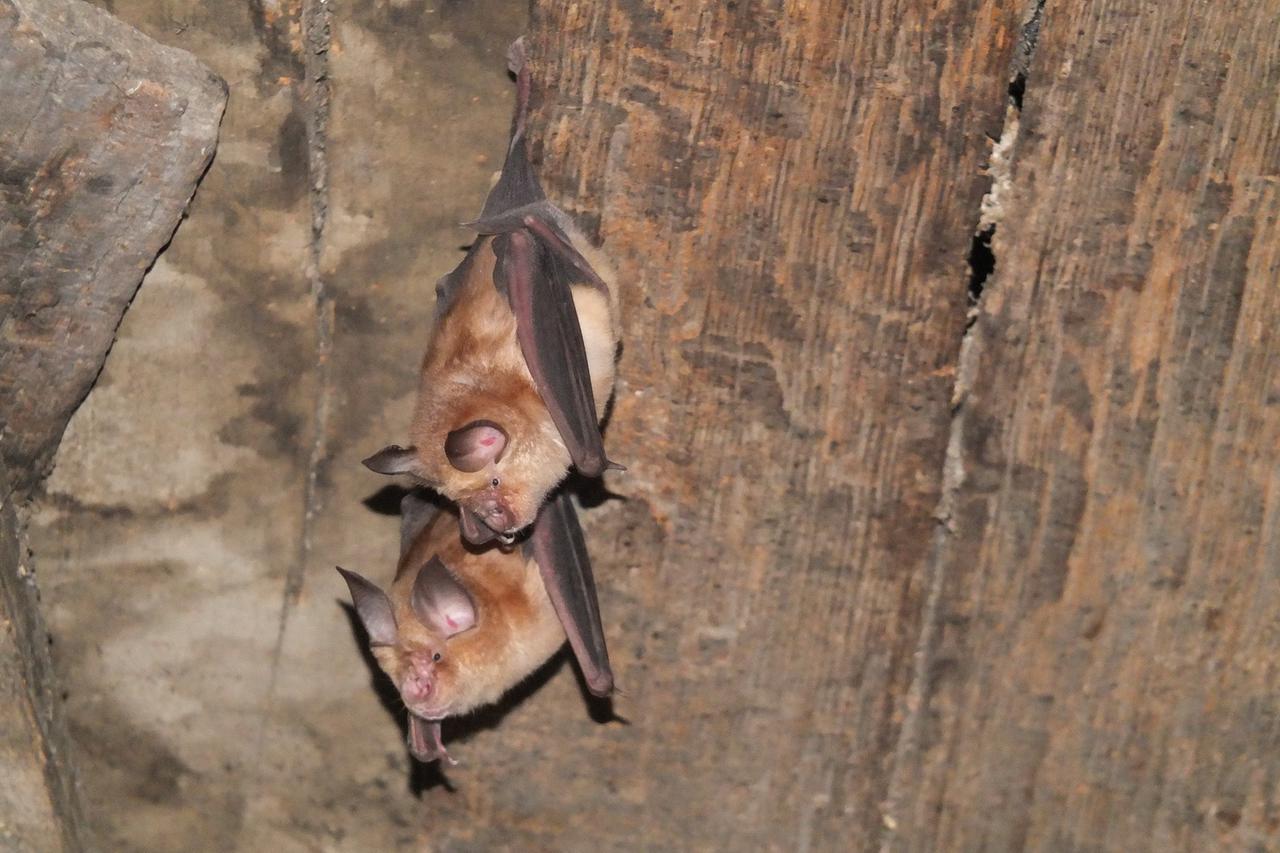 Šišmiši u Lonjskom polju