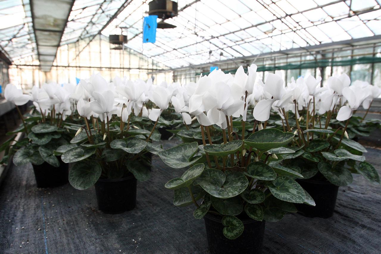 Vrtni centar Zrinjevac