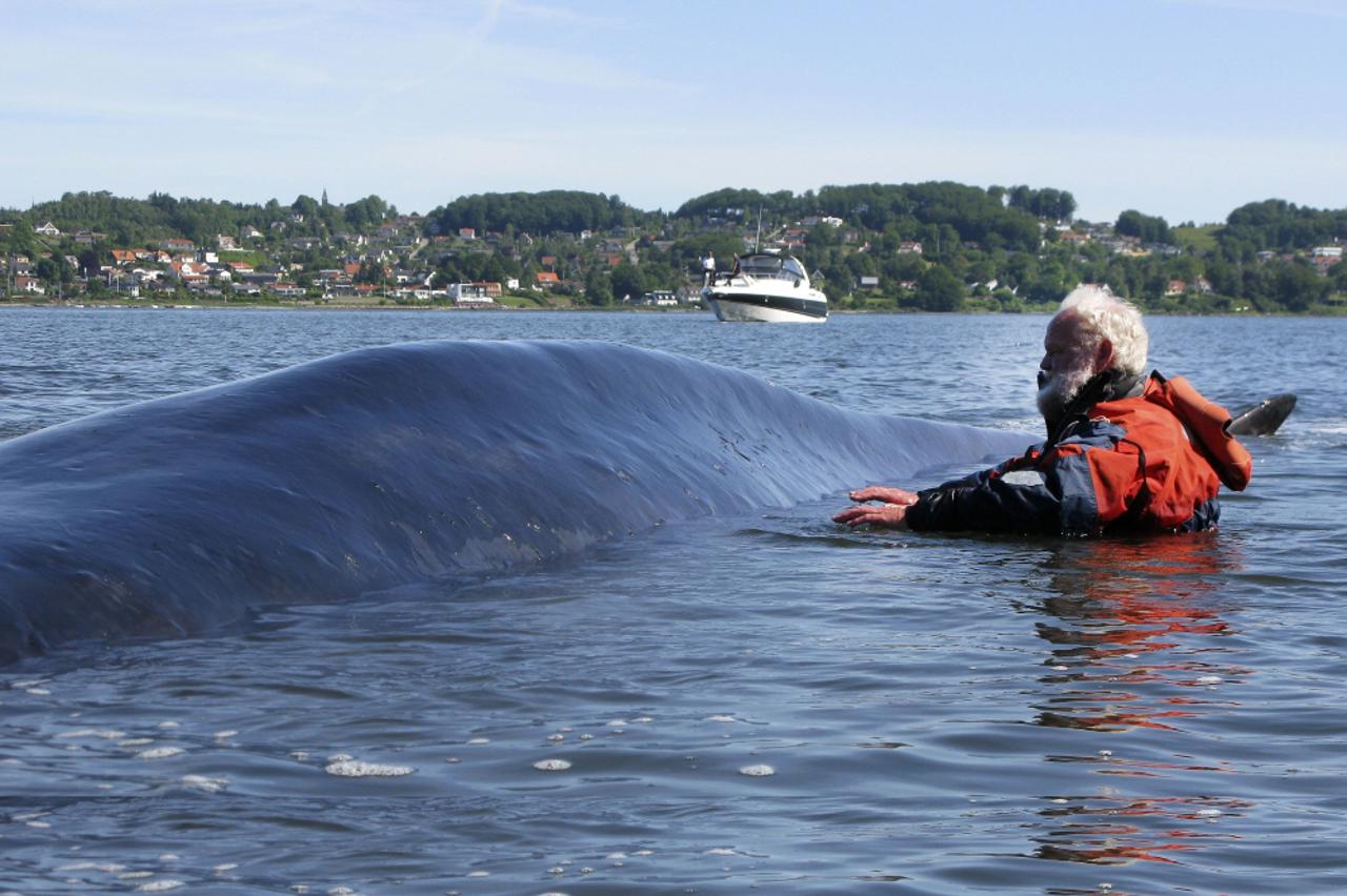 Stručnjak Thyge Jensen nije uspio spasiti ovog kita 