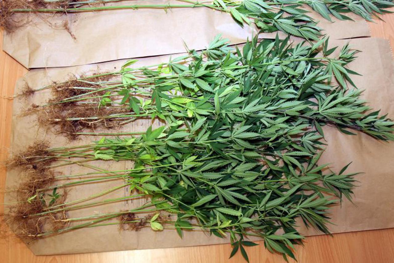 trava,konoplja,marihuana (1)