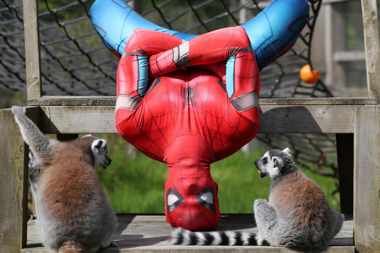 Spiderman, Blair Drummond Safari Park