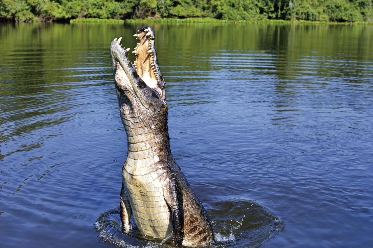Aligator