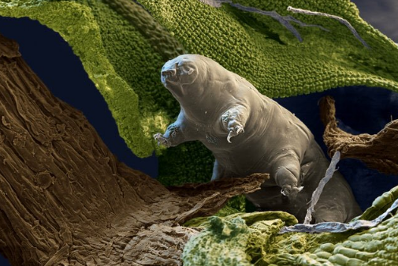 Tardigrada