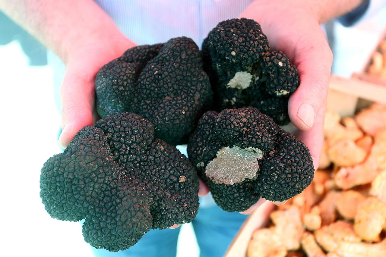 Tartufi