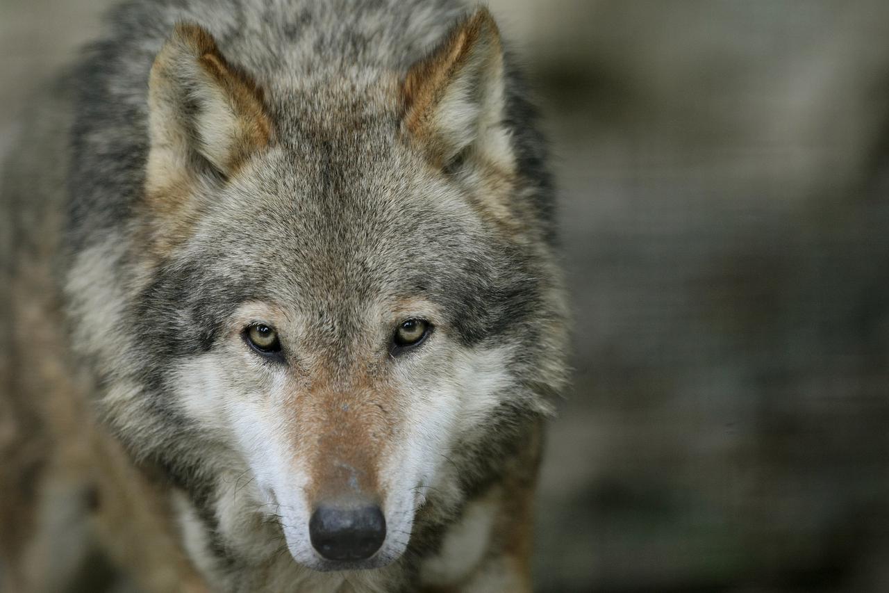 Osijek: Iako je obla?no i hladno, životinje u zoološkom vrtu odmaraju na otvorenom