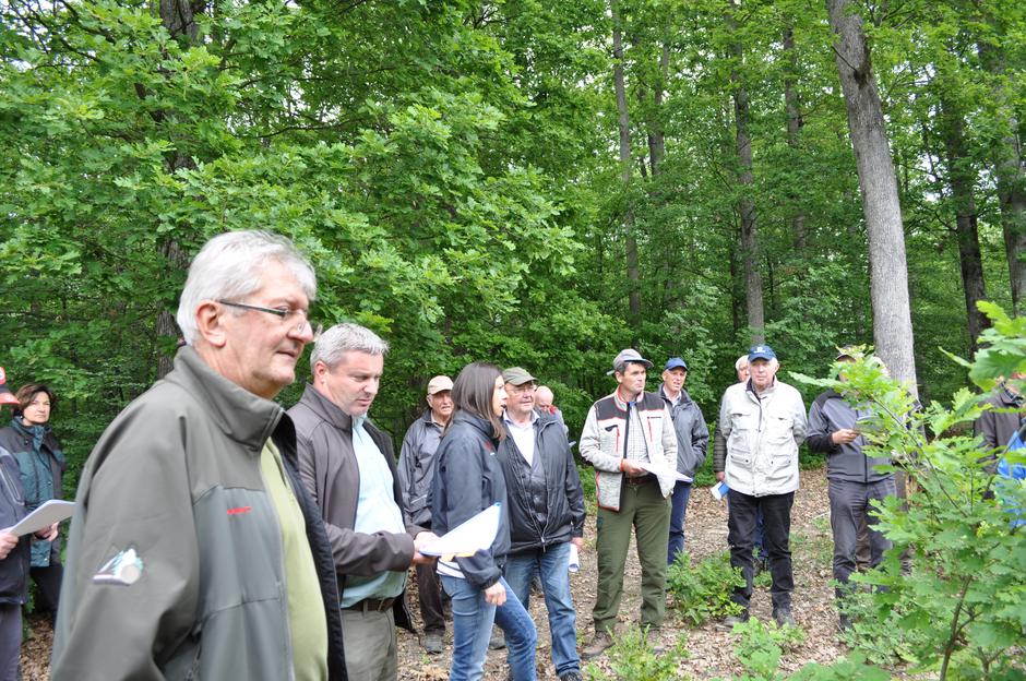 Prirodna obnova šuma