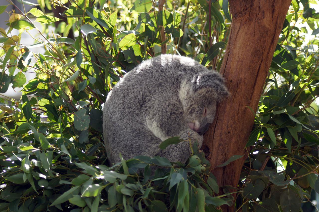 Koala at Wild Life Sydney Zoo