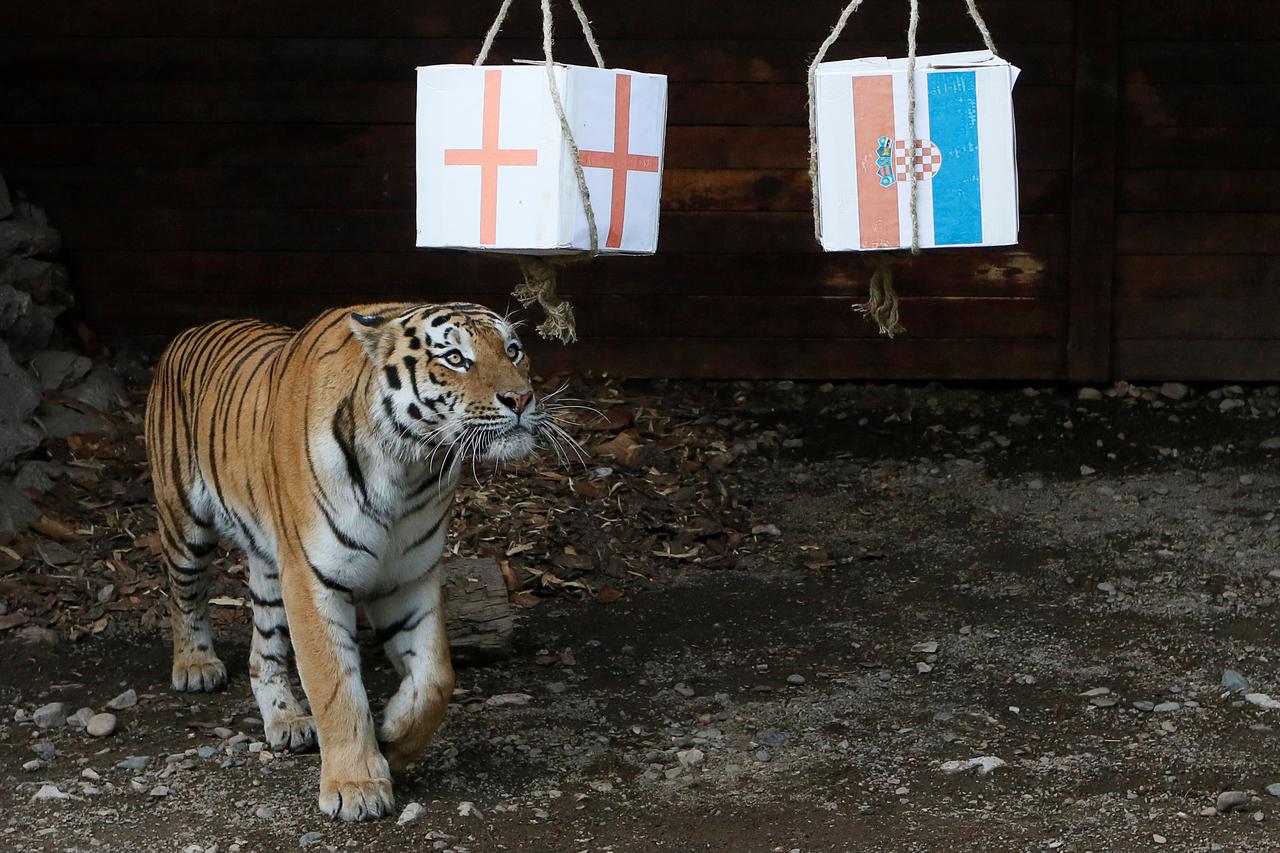 Sibirski tigar
