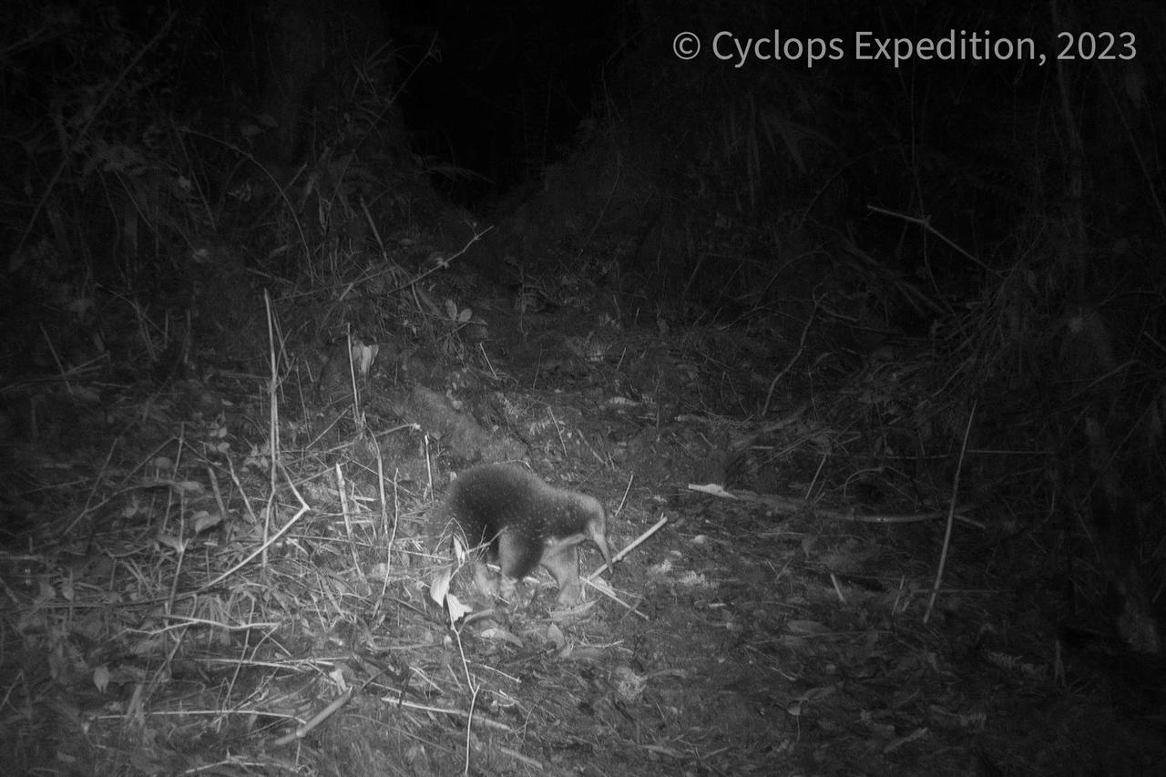 An echidna walks amid vegetation in the Cyclops Mountains