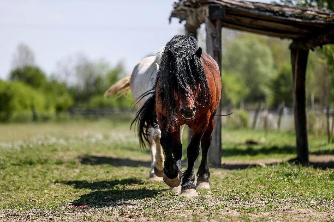 Park prirode Lonjsko polje