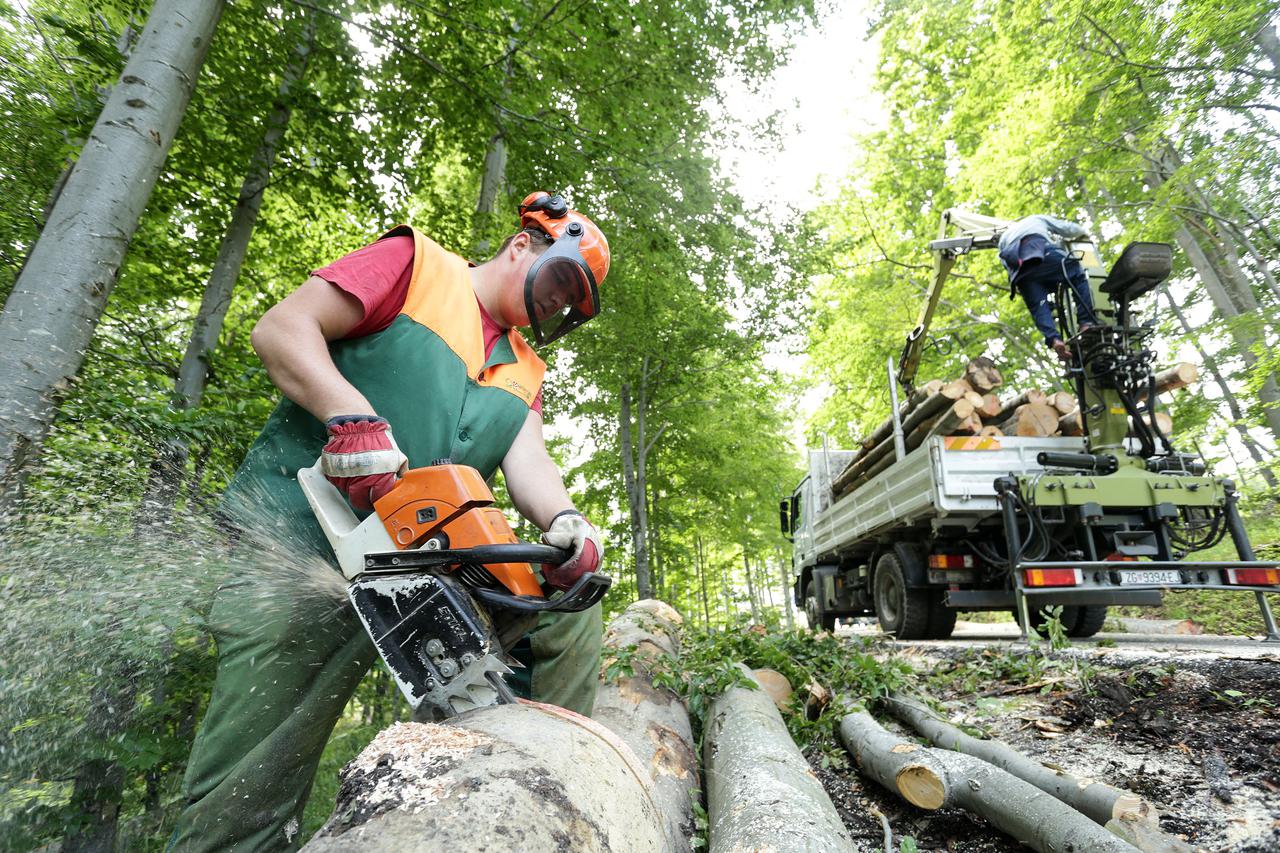 27.05.2015., Zagreb - Reportaza o izvaljenim stablima na Medvednici.  Photo: Petar Glebov/PIXSELL
