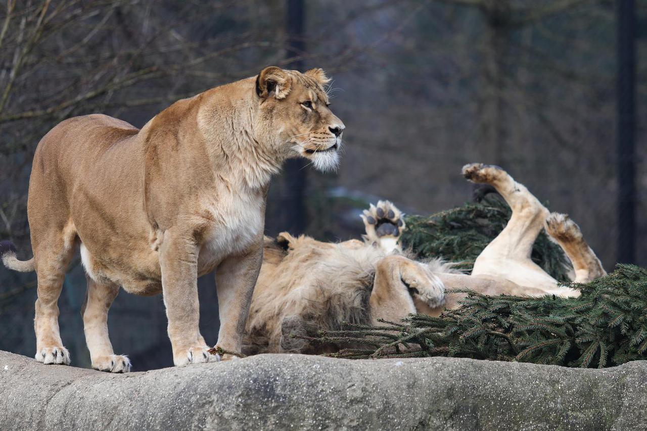 Podjela božićnih drvaca životinjama u zagrebačkom zoološkom vrtu 