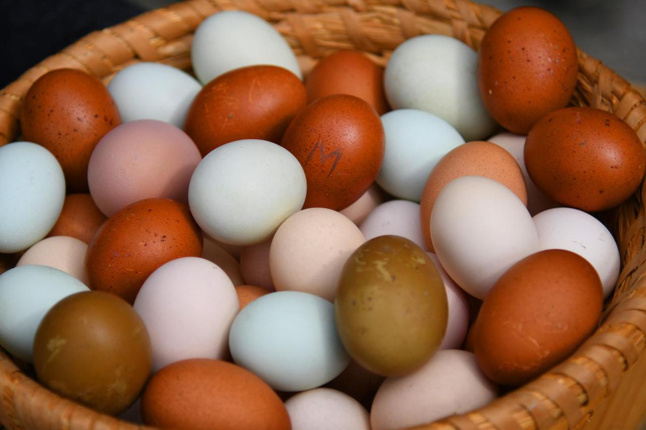 Neobične kokoši u Zvijercima kod Bjelovara nesu jaja u raznim bojama