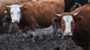 Farmer ostavio pet krava na udaljenom otoku: 130 godina kasnije znanstvenici nisu mogli vjerovati što vide