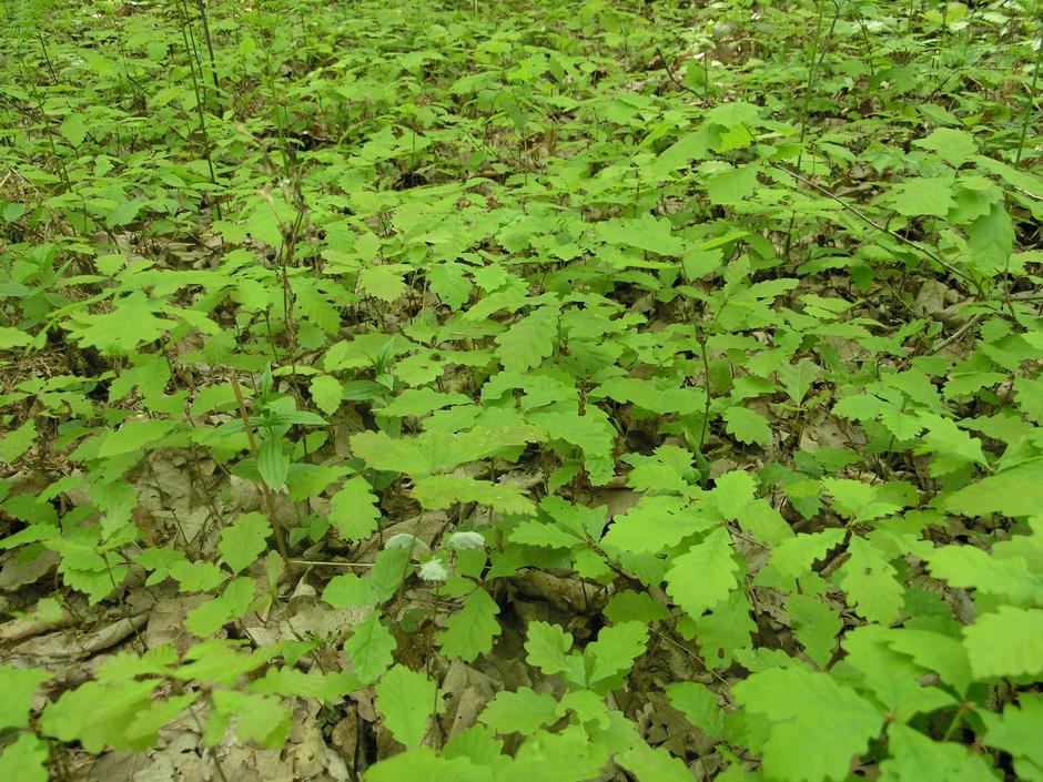 Prirodna obnova šuma