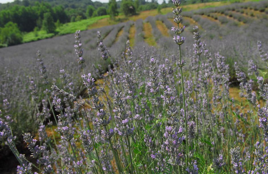 lavanda