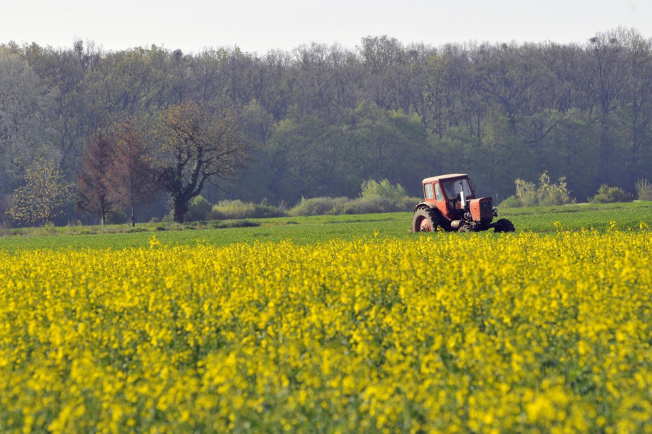 25.04.2013., Vinkovci - S lijepim vremenom i visokim temperaturama procvjetala polja uljane repice.  Photo: Goran Ferberzar/PIXSELL