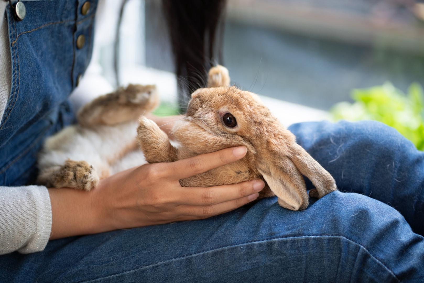 Najbolje im je u kući, a ne vani: Iako ih mnogi zamišljaju u dvorištu ili kavezu na otvorenom, kućni zečevi općenito žive dulje i sigurnije kada borave u zatvorenom prostoru. Vani su izloženi grabežljivcima, ekstremnim temperaturama i drugim opasnostima, a vrlo lako mogu i pregrijati ili smrznuti. Ako ipak borave vani, trebaju hlad, toplinu kad je hladno, stalnu vodu i neprestani nadzor.