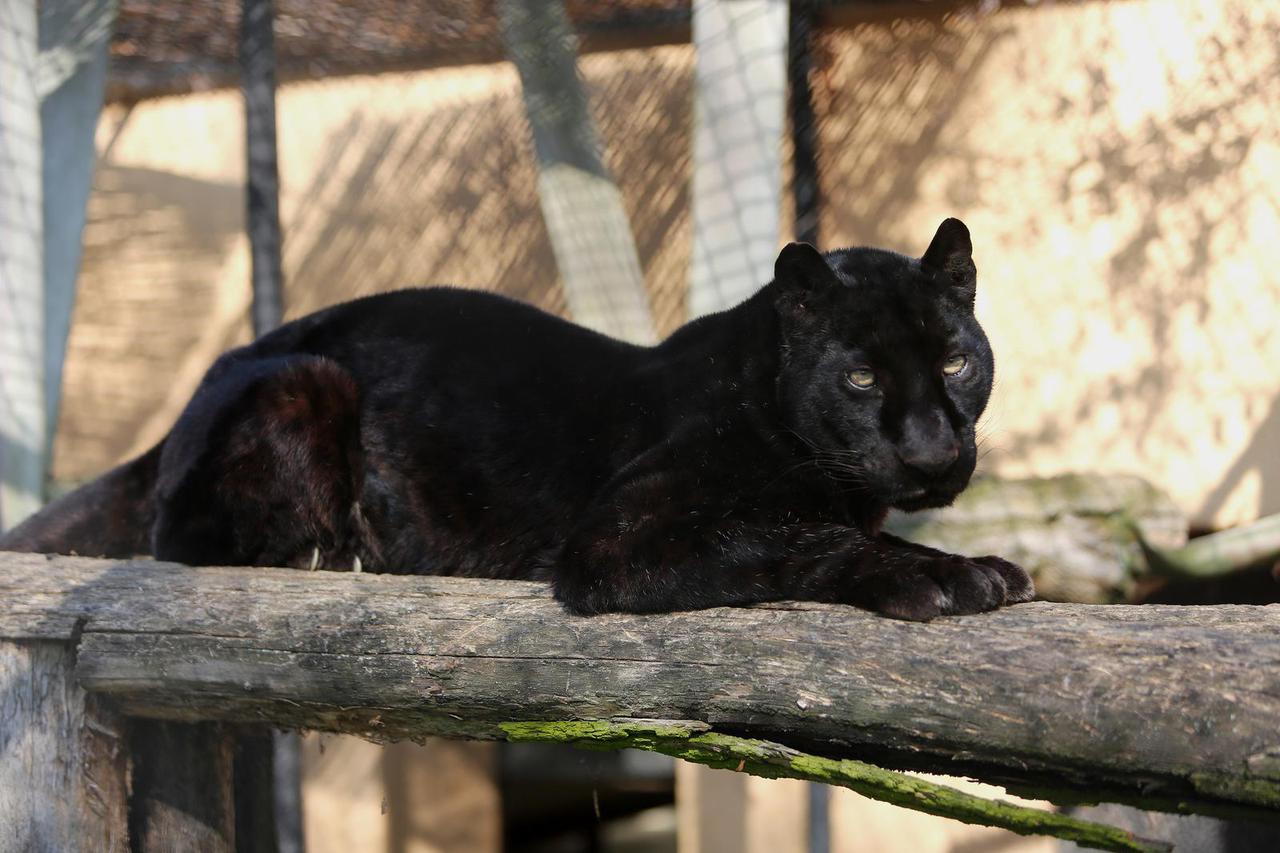 Osijek: Životinje u zoološkom vrtu zimi