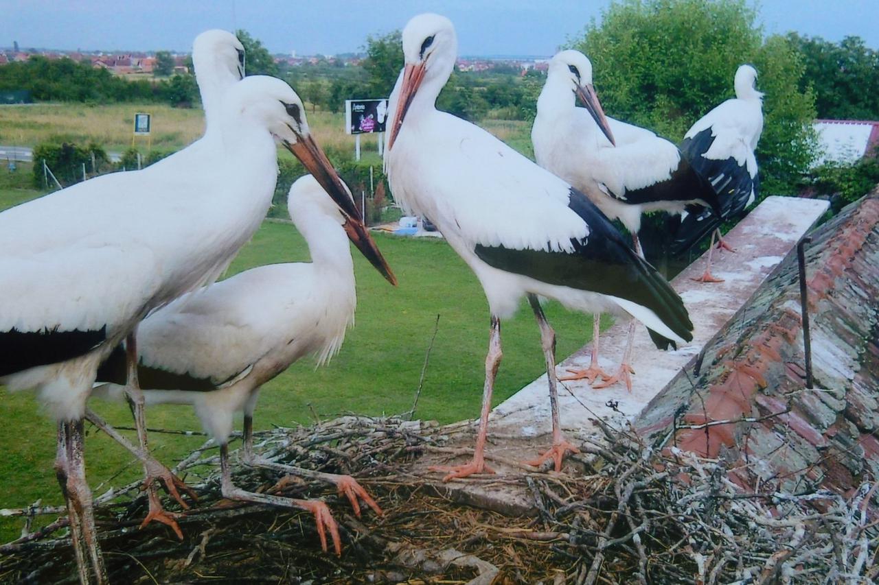 rode,malena,klepetan