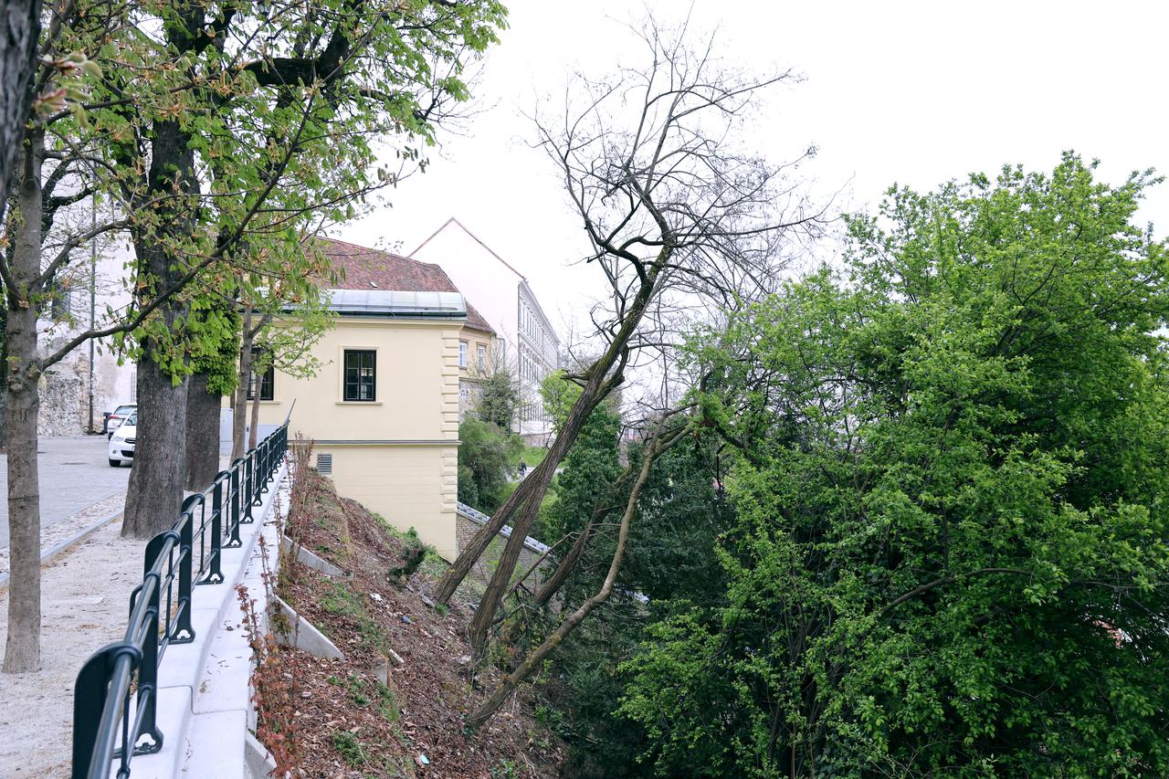 Zagreb: Jesu li ova (i mnoga druga) stabla sigurna?