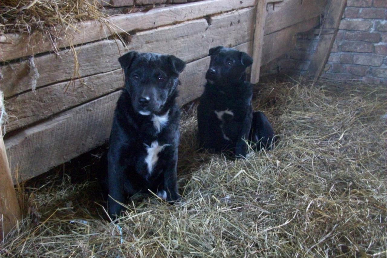 \'psi1_nnn_sis_190111.1\'