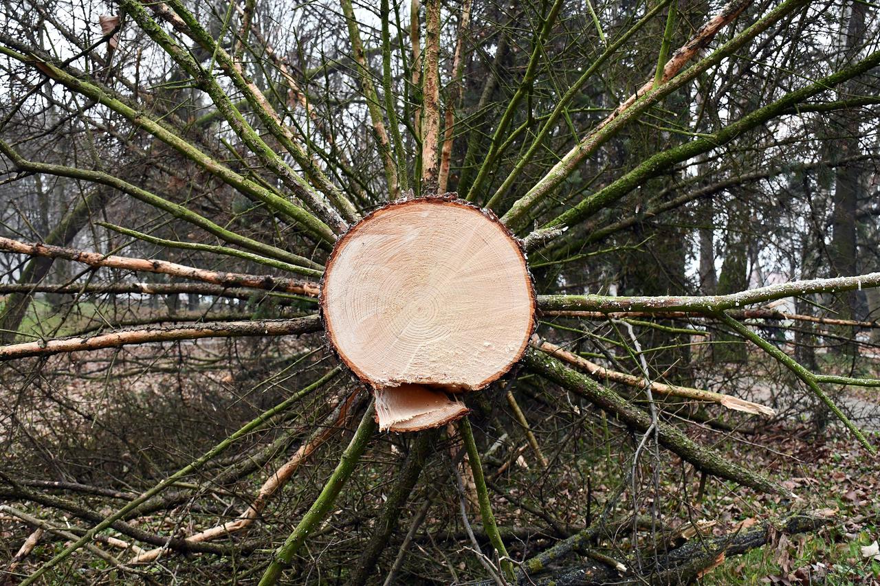 Slavonski Brod: Rušenjem starih stabala započeli su radovi uređenja parka Klasije