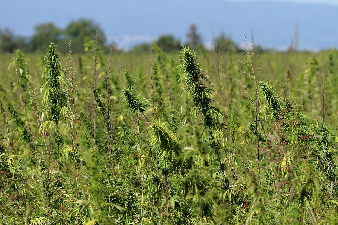 Industrijska konoplja