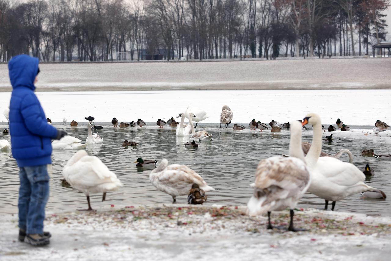 09.01.2017., Zagreb - Zaledjeno jezero Bundek na kojemu uzivaju patke, labudovi i guske. Gradjani prosetali po zaledjenom jezeru.  Photo: Luka Stanzl/PIXSELL