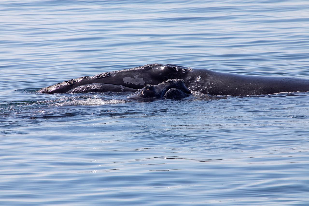 A 10-year-old female right whale named Pilgrim and her first calf swim next to the Center for Coastal Studies research vessel in the waters of Cape Cod, MA