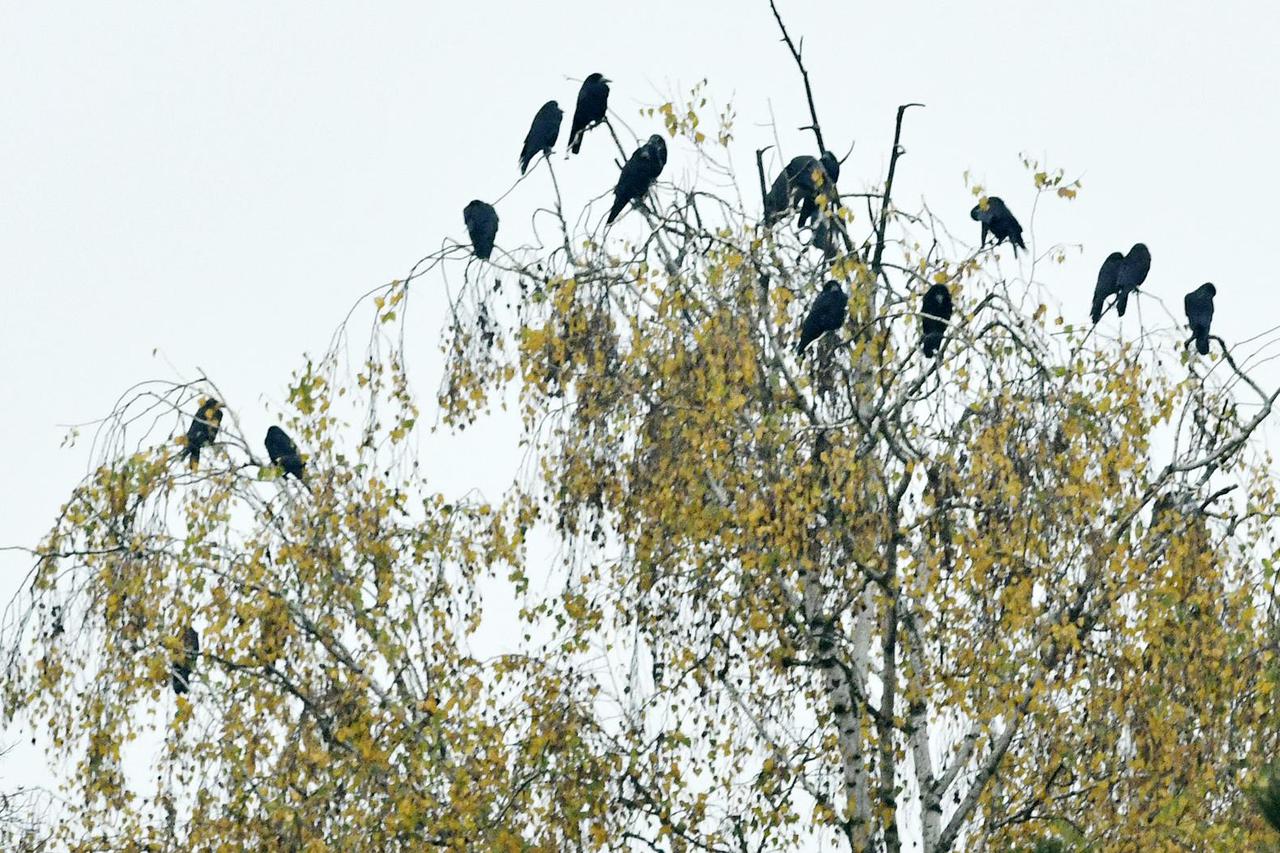 Sisak:  Jato vrana na krošnjama drveća