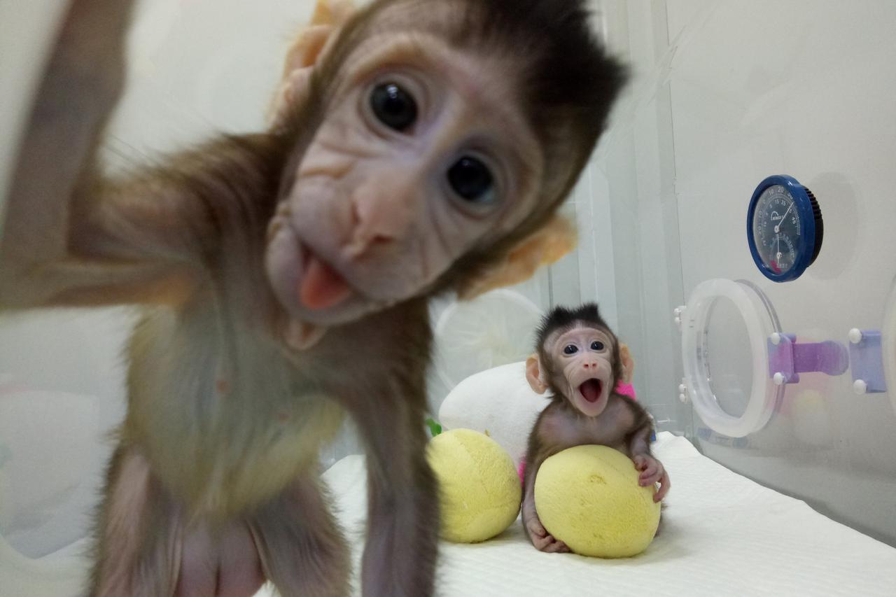 Klonirana majmunčad
