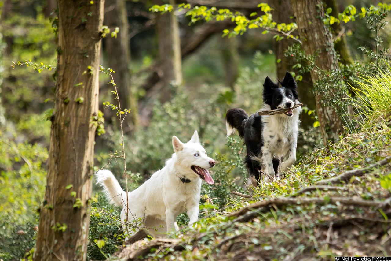 Pseća igra u prirodi