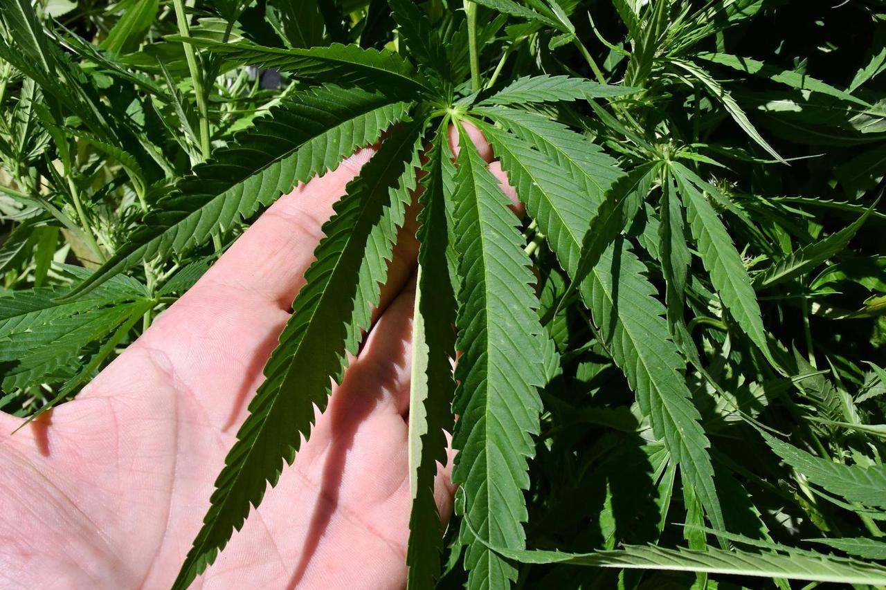 Slavonski Brod: Konferencija za medije u vezi pronalaska nasada marihuane