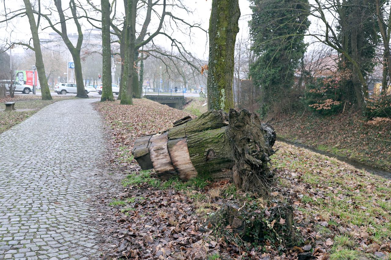 Zagreb: Truli panj godinama uz Stazu profesora Paule i Većeslava Pavlek