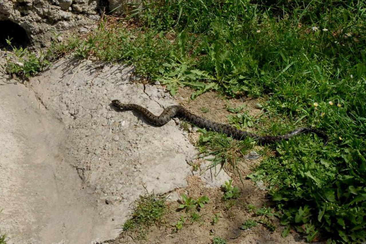 Izložba živih zmija "Advent uz zmije"