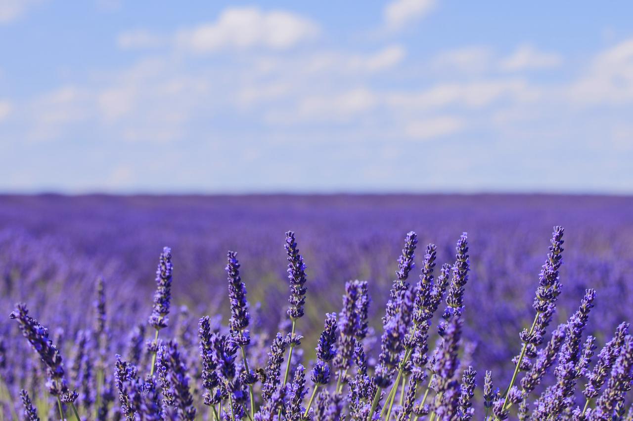 Lavanda