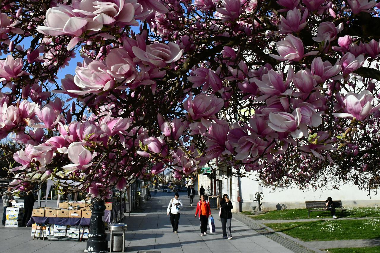 Slavonski Brod: Procvjetala magnolija na Korzu