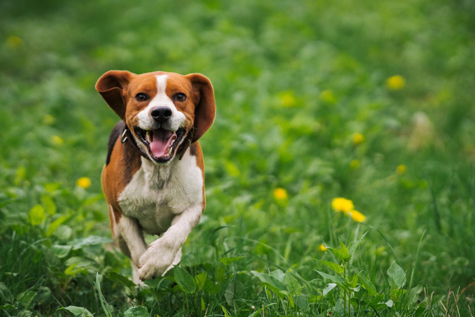 Beagle i ostali goniči: Beagle, baset, bloodhound i jazavčar uzgajani su kako bi satima pratili miris plijena. Kada uhvate zanimljiv trag, gotovo sve ostalo prestaje biti važno. Takvo ponašanje često vlasnici protumače kao neposluh, iako pas samo slijedi instinkt zbog kojeg je uzgojen. Redovite aktivnosti koje uključuju njuškanje i traženje mirisa, poput skrivanja poslastica po stanu ili na dvorištu, mogu pomoći da lakše zadovolji tu potrebu i bude koncentriraniji u svakodnevnim situacijama. Šetnje će im biti puno zanimljivije ako im se dopusti da dio vremena istražuju okolinu vlastitim tempom.