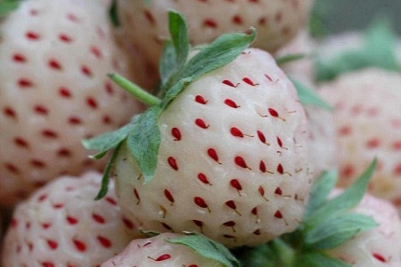 jagode