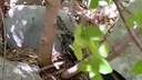 VIDEO Čuvar prirode na Velebitu snimio poskoka: Ovaj prizor se rijetko događa pred kamerom