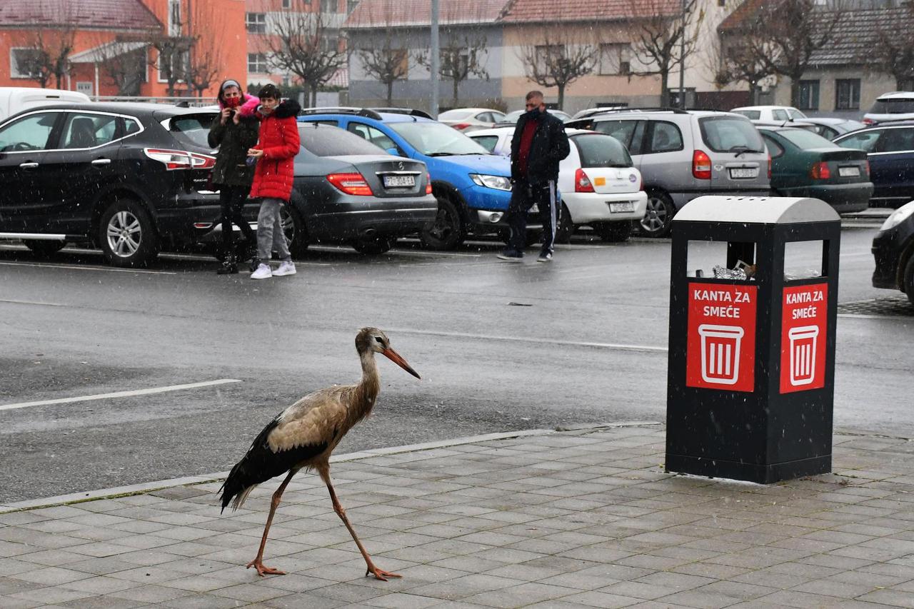 Požega Roda traži sklonište od hladnoće na parkiralištu Kauflanda