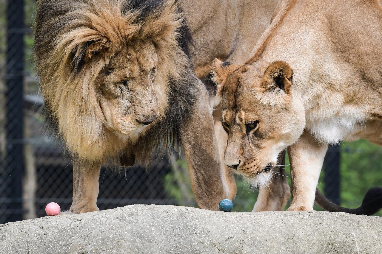 Na Uskrsni ponedjeljak ZOO vrt je svoje je stanovnike tradicionalno počastio sa pisanicama