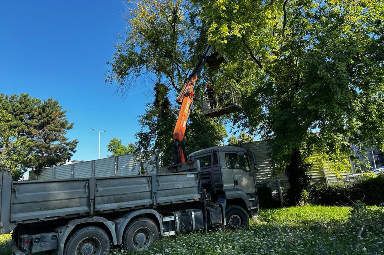Devastacija zelenila na Knežiji